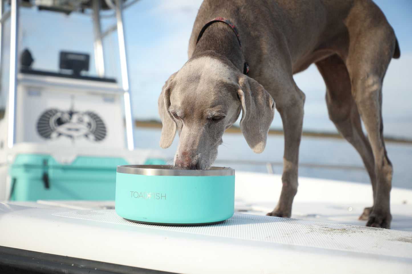 Nicht-Tipping Dog Bowl