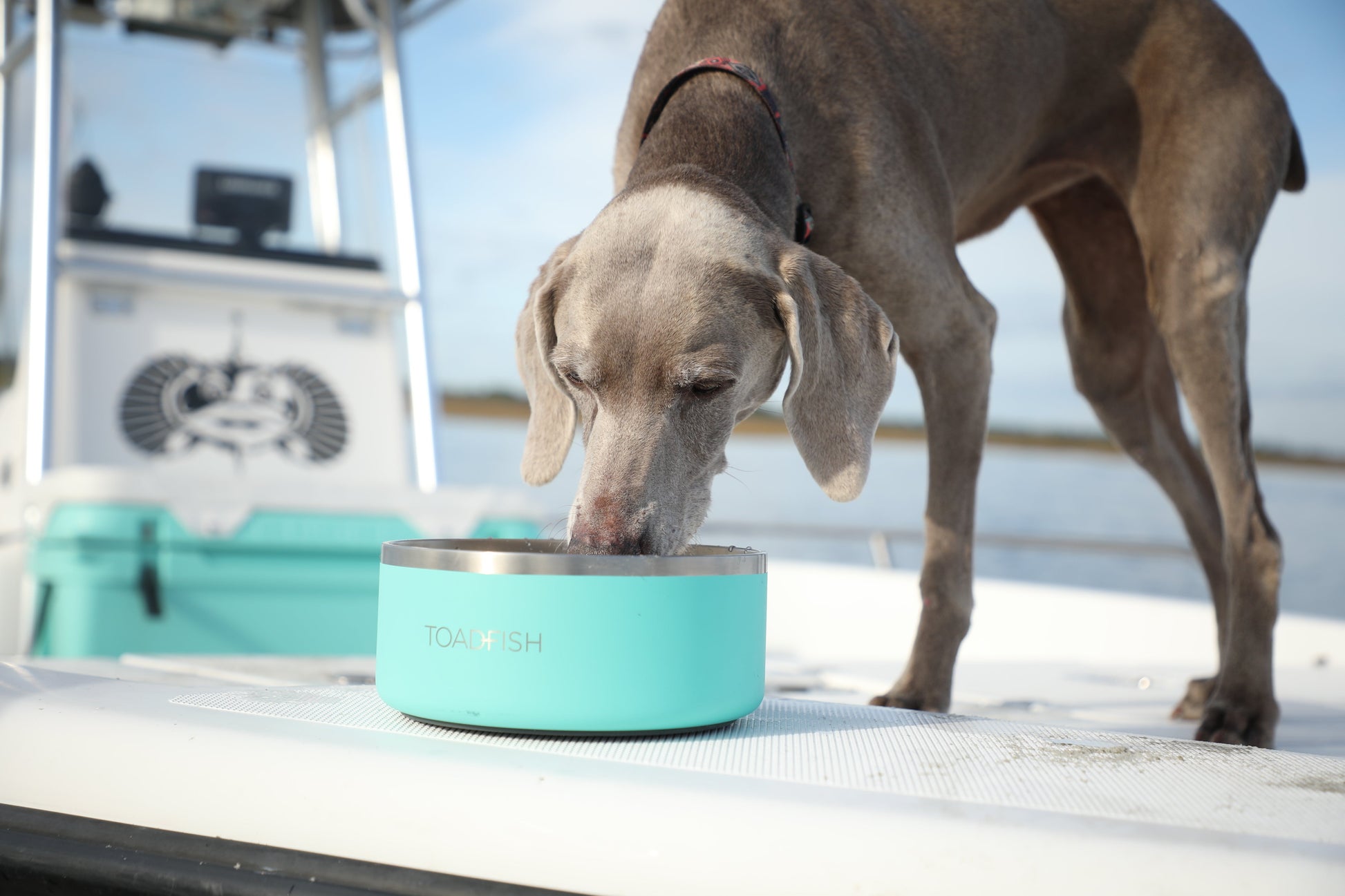 Nicht-Tipping Dog Bowl