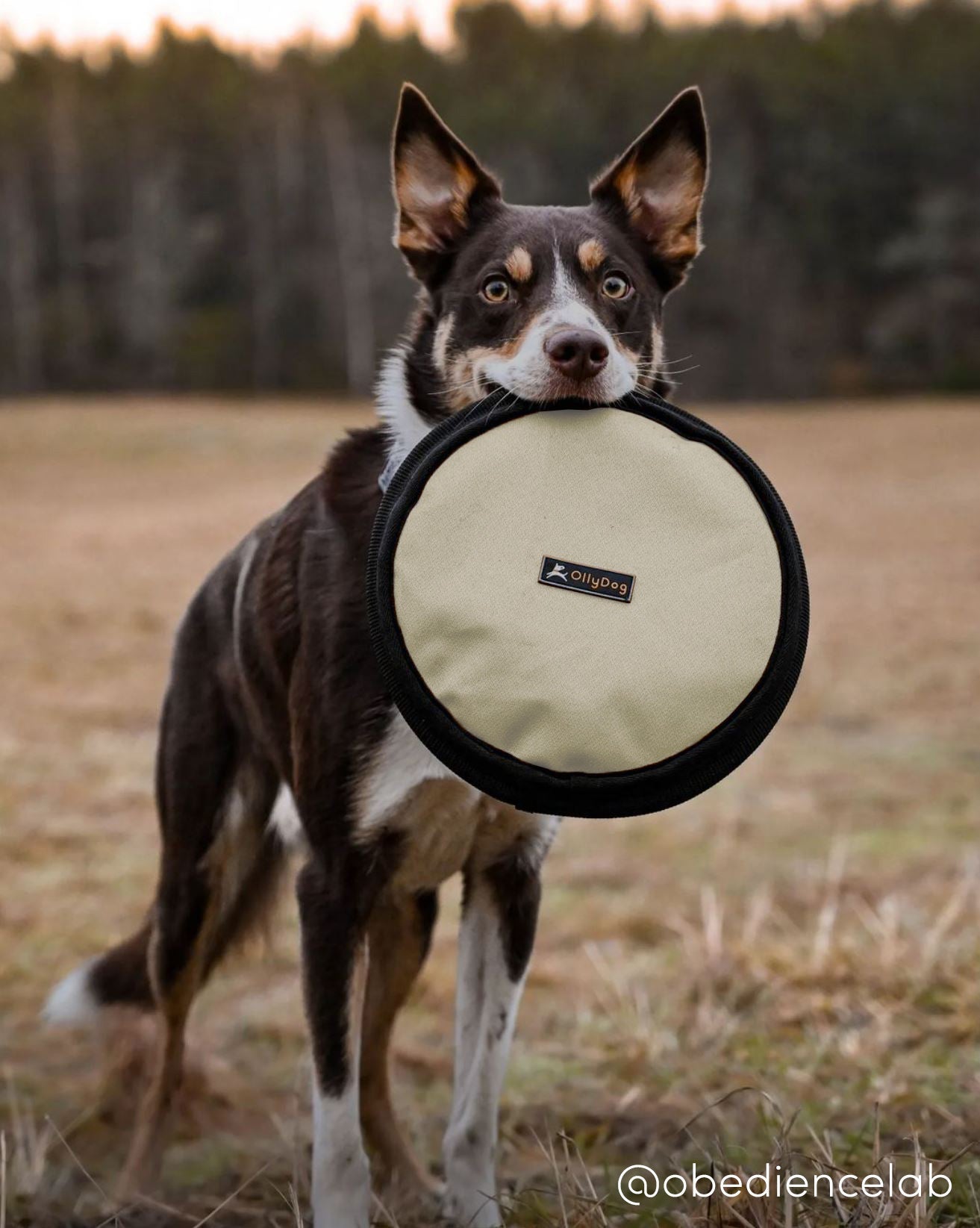 Flyer Disc von Frisbee Toy